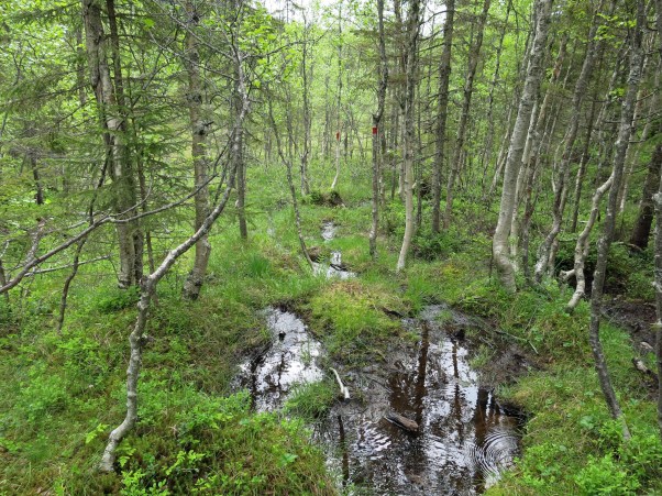 IMG_2670_5573 Kopie - Kopie