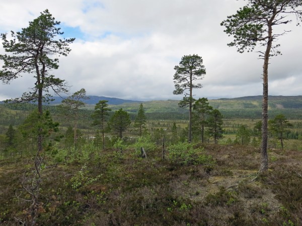 IMG_2671_5574 Kopie - Kopie