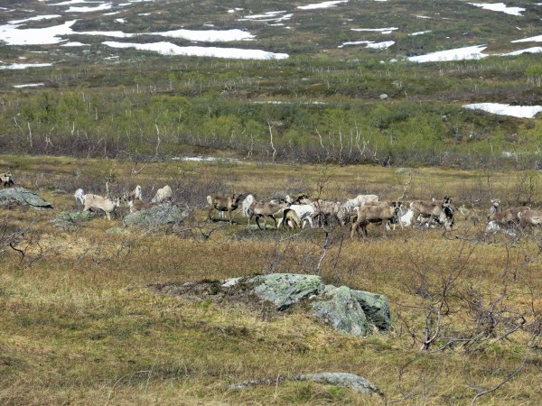 IMG_2951_5301 Kopie - Kopie